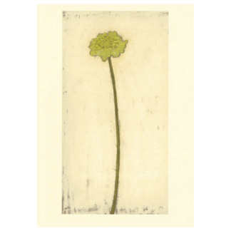 Green Scabious card by Melanie Epps