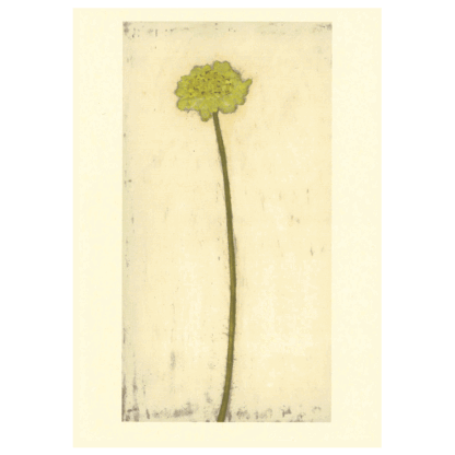 Green Scabious card by Melanie Epps