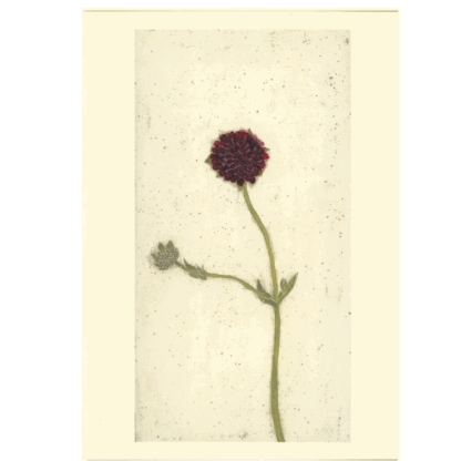 Red Scabious card by Melanie Epps