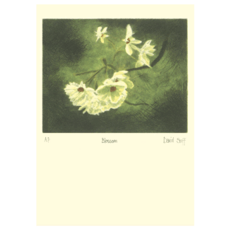 Blossom card by David Suff