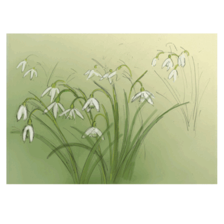Snowdrops card by Julian Williams