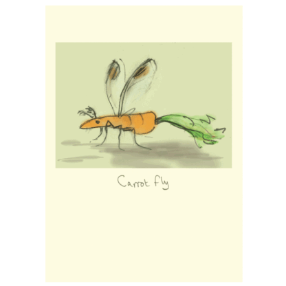 Carrot Fly Card