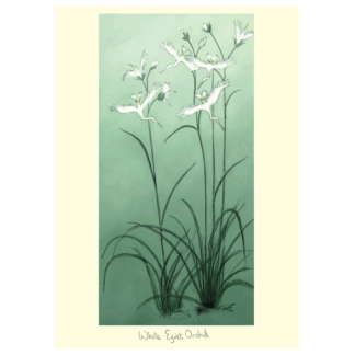 White Egret Orchids card by Julian Williams