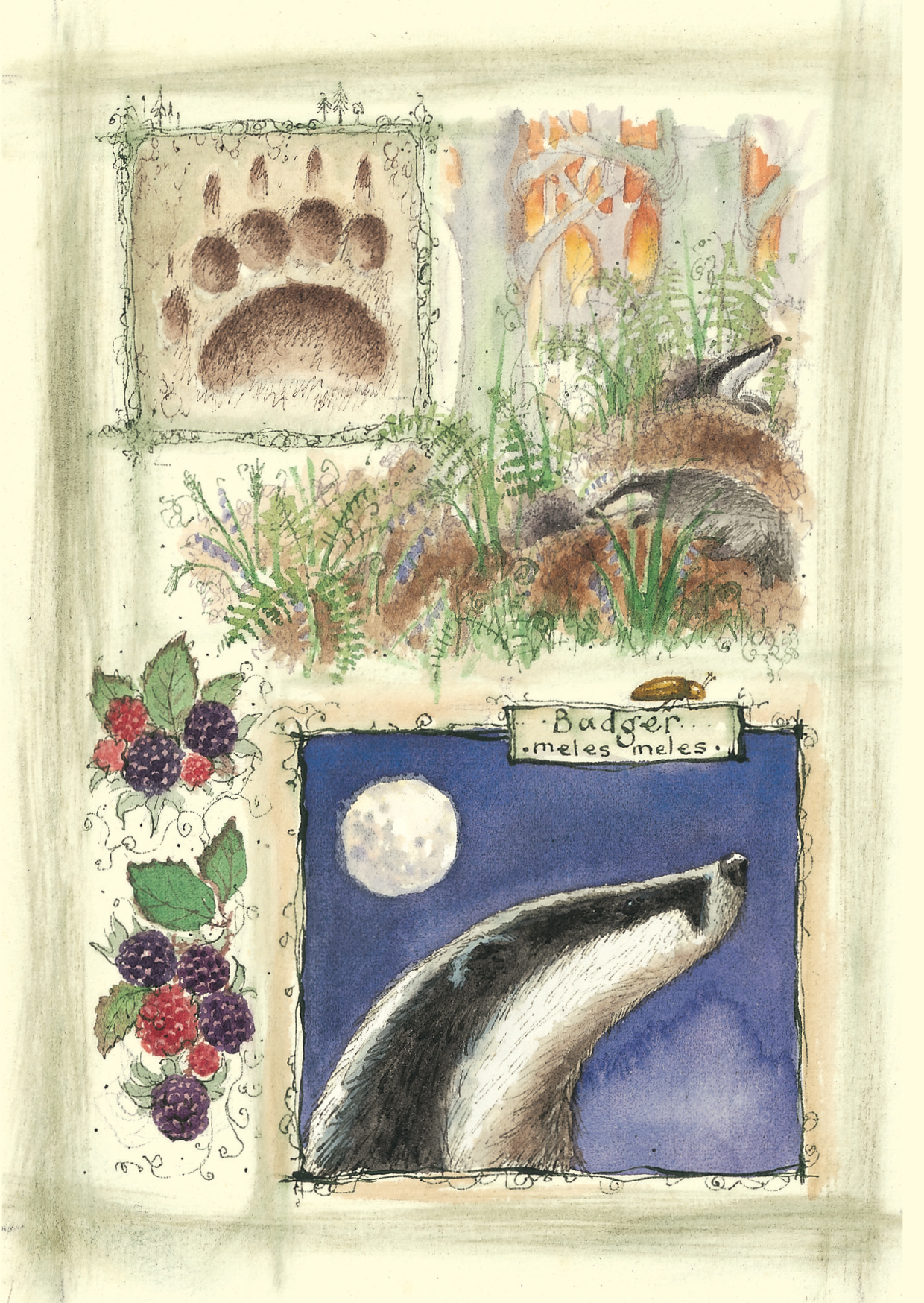 presents for badger watchers