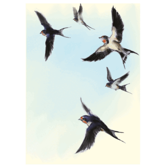 The Barn Swallow card