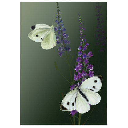 Large Whites Butterfly card Julian Williams