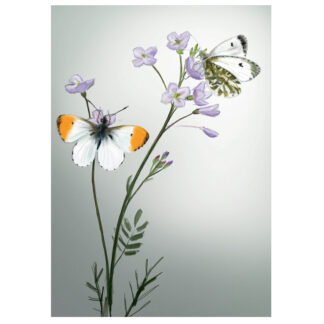 Orange Tips Butterfly card by Julian Williams