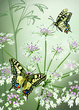 Greeting cards for butterfly lovers