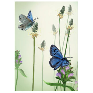 Large Blues Maculinea arion butterfly greeting card