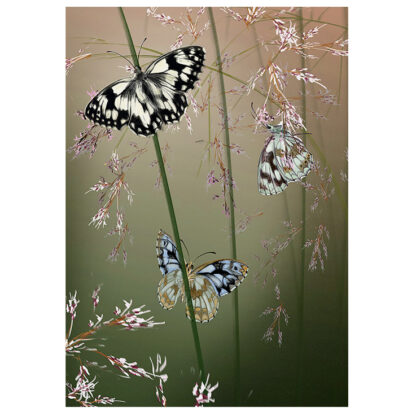 Marbled White (Melanargia galathea) butterfly greeting card Julian Williams