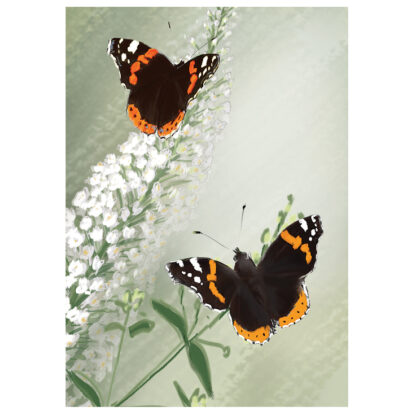Red Admiral Vanessa atalanta butterfly card by julian williams
