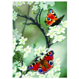 Peacock butterfly greeting card Julian Williams