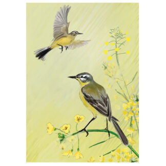 Yellow Wagtail Card Julian Williams