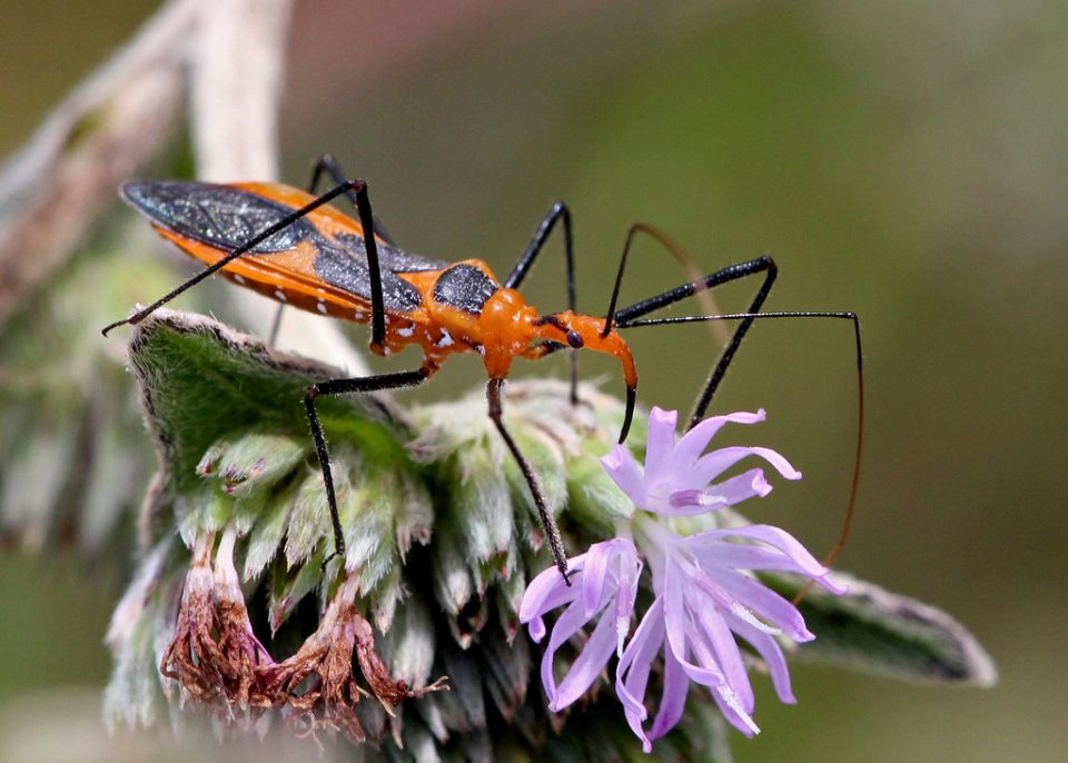 Assasin Bug