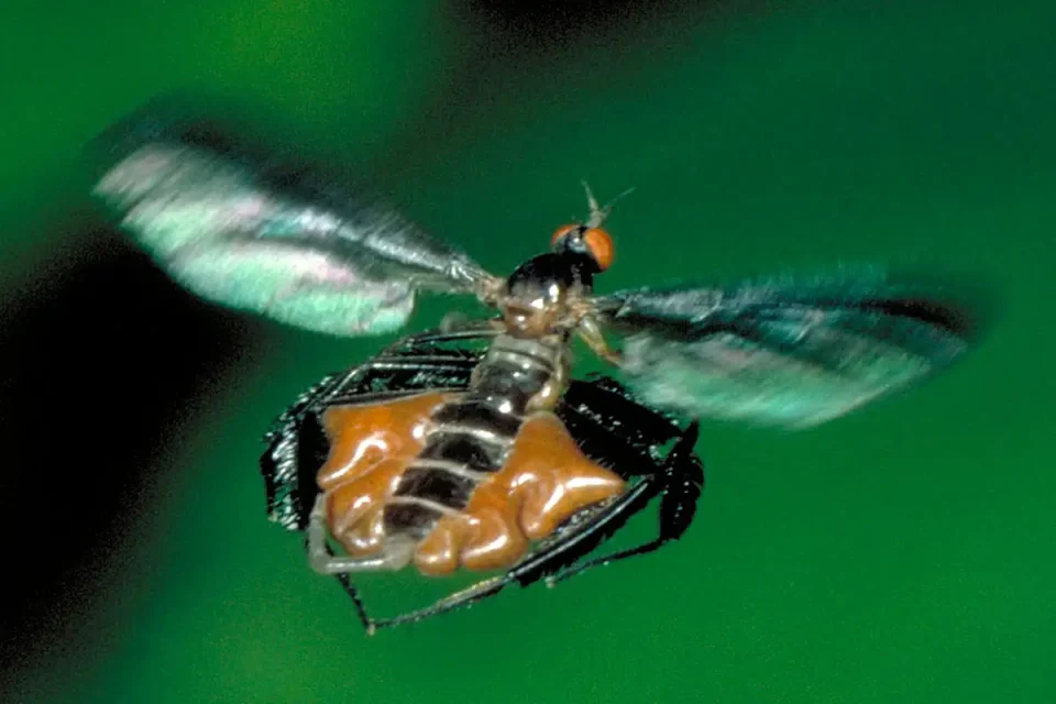dance or ballerina fly