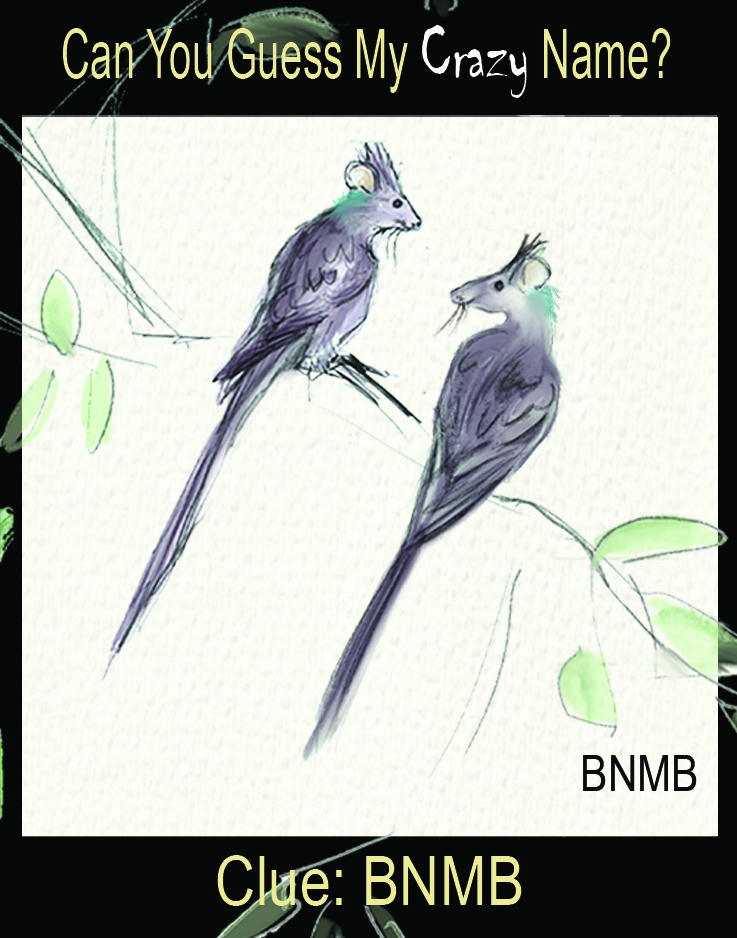 Mouse Birds Crazy Names Julain Williams Art