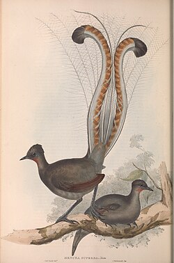 Lyre Bird Crazy Names