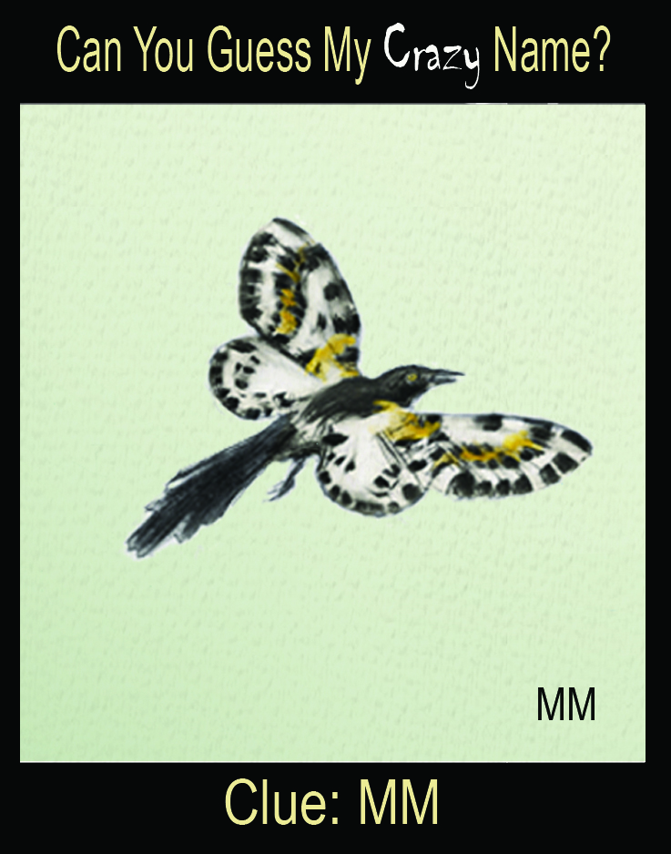 Magpie Moth