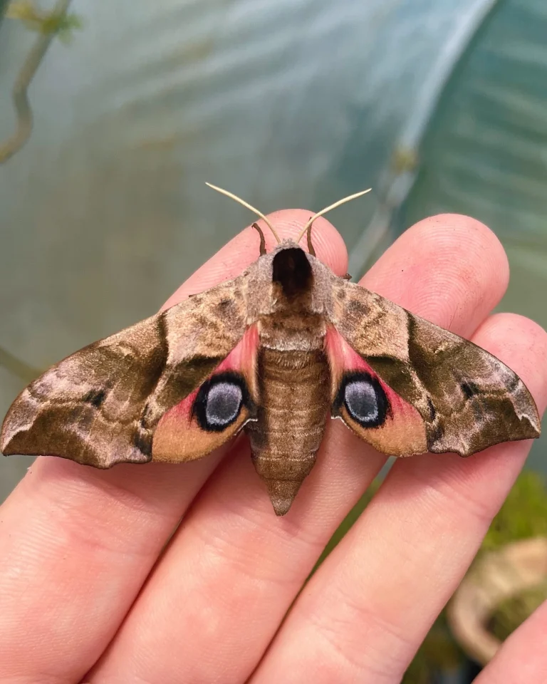 eyed hawk moth