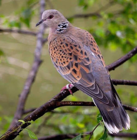 Turtle Dove Crazy names Julian williams