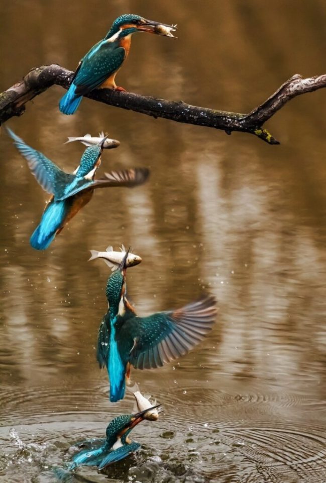 kingfisher - my crazy name
