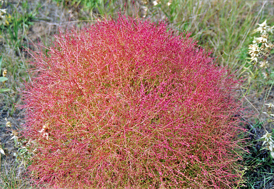 Winged Pig Weed Crazy names
